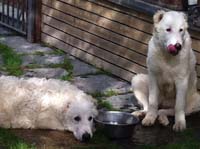 abruzzese shepherd dog puppies